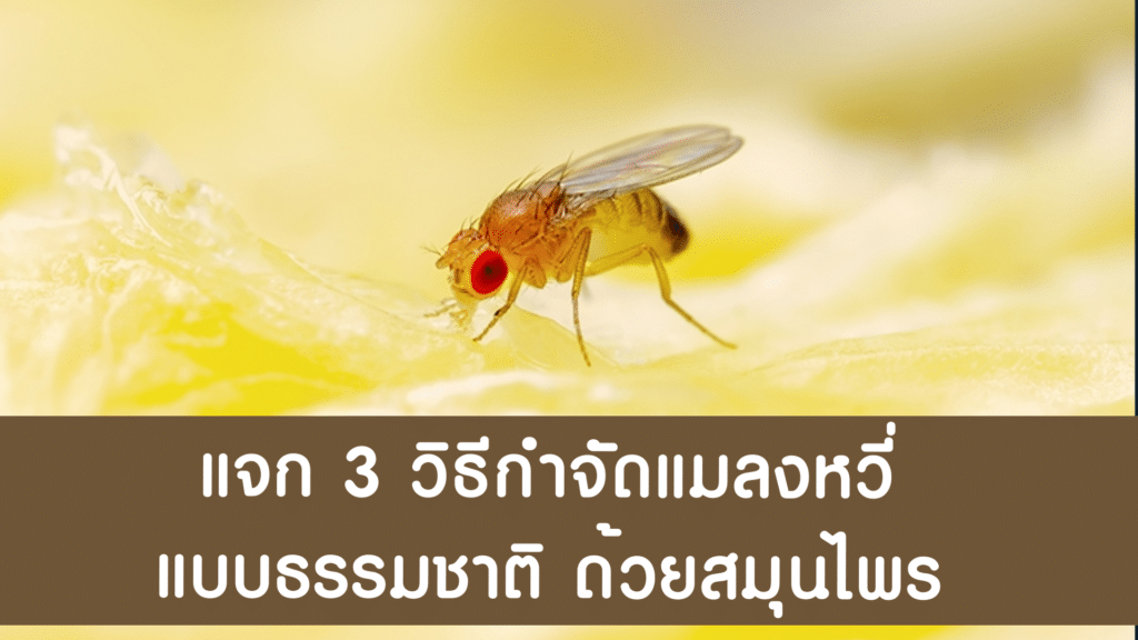 แจก 3 วิธีกําจัดแมลงหวี่ แบบธรรมชาติ ด้วยสมุนไพร