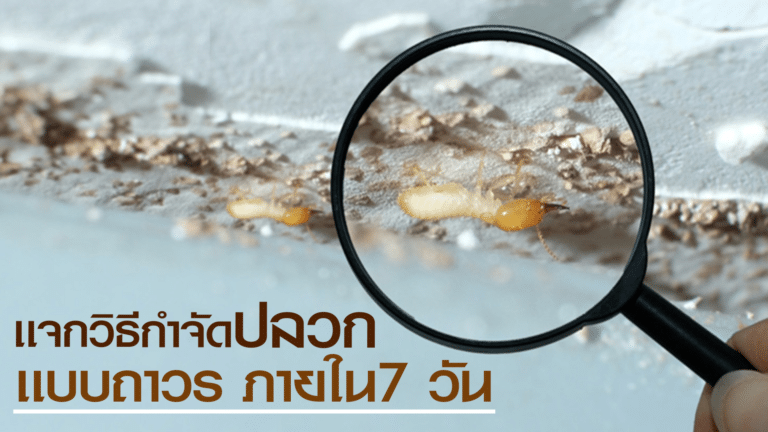 เเจกวิธีกำจัดปลวก เเบบถาวร ภายใน7 วัน