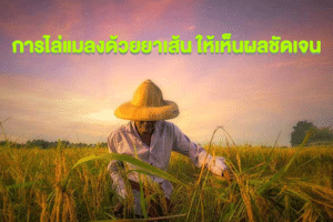 การไล่แมลงด้วยยาเส้นกับวิธีธรรมชาติที่ทำได้เองง่ายๆ