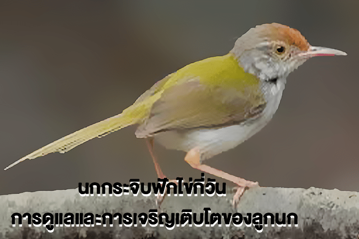 นกกระจิบฟักไข่กี่วัน การดูแลและการเจริญเติบโตของลูกนก