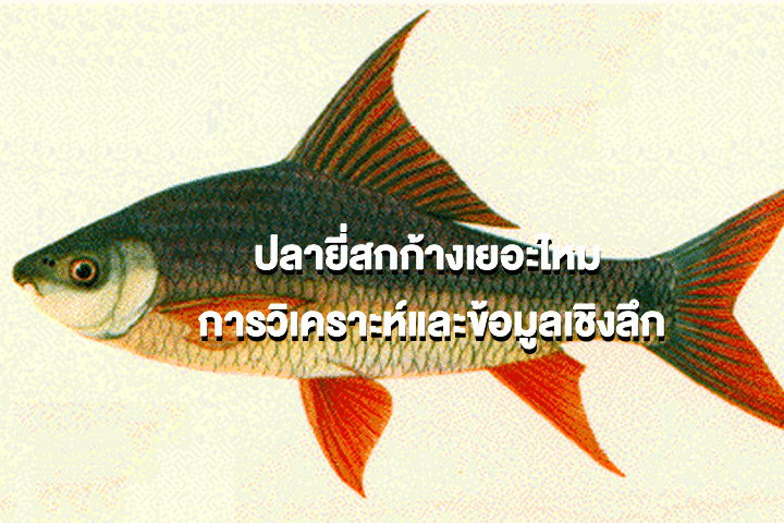 ปลายี่สกก้างเยอะไหม การวิเคราะห์และข้อมูลเชิงลึก