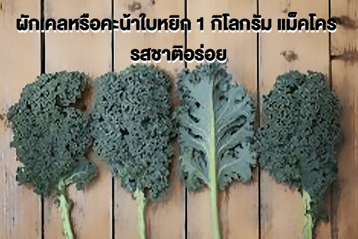 ผักเคลหรือคะน้าใบหยิก 1 กิโลกรัม แม็คโคร รสชาติอร่อย