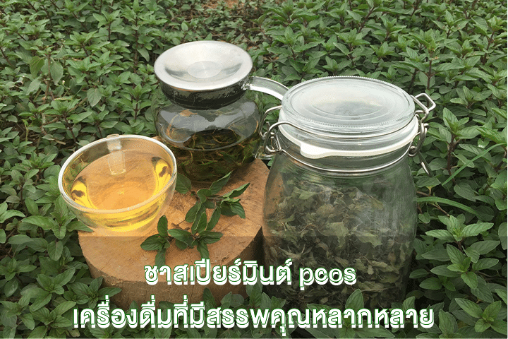 ชาสเปียร์มินต์ pcos เครื่องดื่มที่มีสรรพคุณหลากหลาย