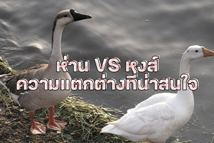 ห่าน VS หงส์ ความแตกต่างที่น่าสนใจ