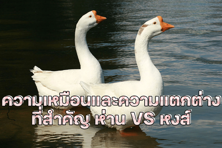 ความเหมือนและความแตกต่างที่สำคัญ ห่าน VS หงส์