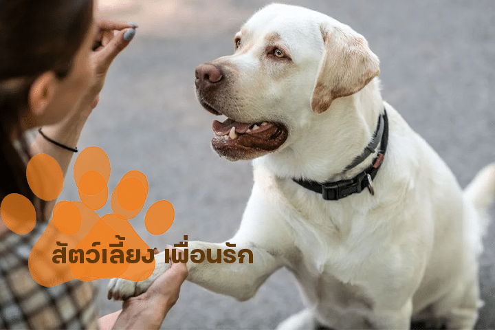 4 ข้อที่ควรรู้เกี่ยวกับ สัตว์เลี้ยง เพื่อนรัก ที่ช่วยเยียวยาหัวใจและเติมเต็มชีวิต