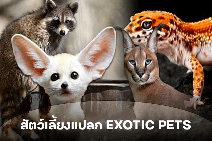 สัตว์เลี้ยงแปลก EXOTIC PETS เทรนด์ใหม่ของคนรักสัตว์ที่อยากแตกต่าง