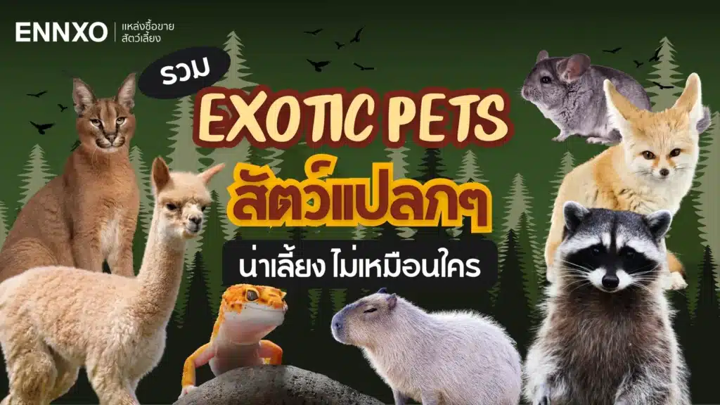 อนาคตของสัตว์เลี้ยงแปลกในไทยจะไปทางไหน?