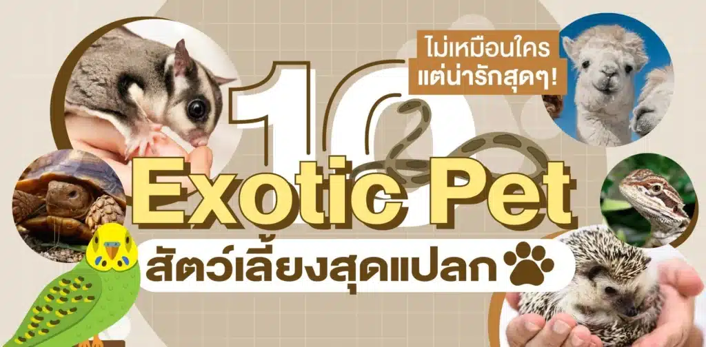 สัตว์เลี้ยงแปลกคือการเลี้ยงที่สะท้อนตัวตน