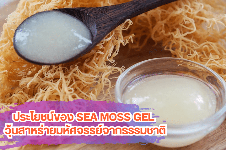 Sea Moss Gel เจ้าไหนปังจริง