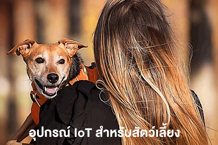 อุปกรณ์ IoT สำหรับสัตว์เลี้ยง เทคโนโลยีติดตามสุขภาพเพื่อเพื่อนรักสี่ขา