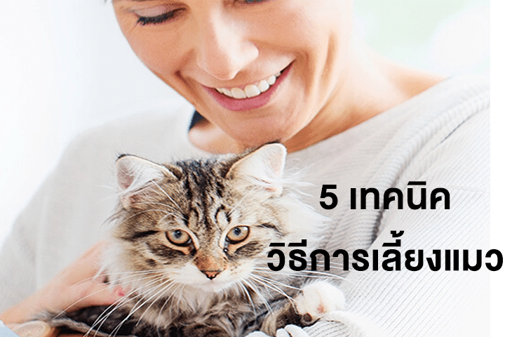 5 เทคนิควิธีการเลี้ยงแมว ให้สุขภาพดี อารมณ์ดี และเชื่องกับเจ้าของ