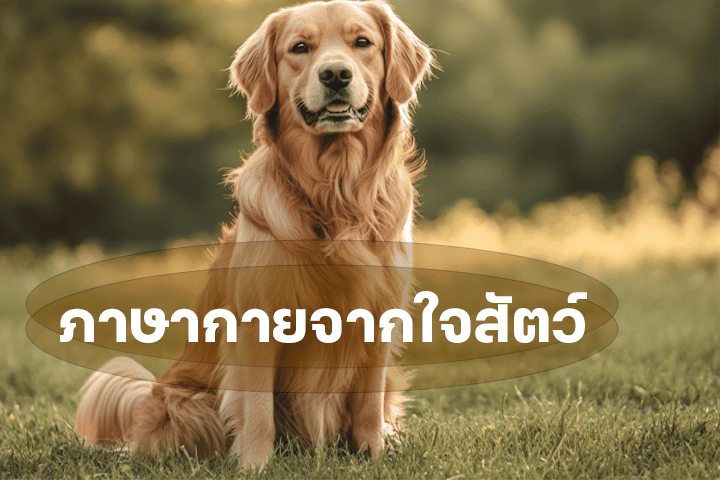ภาษากายจากใจสัตว์ เสียงเงียบที่สื่อสารได้ลึกซึ้ง