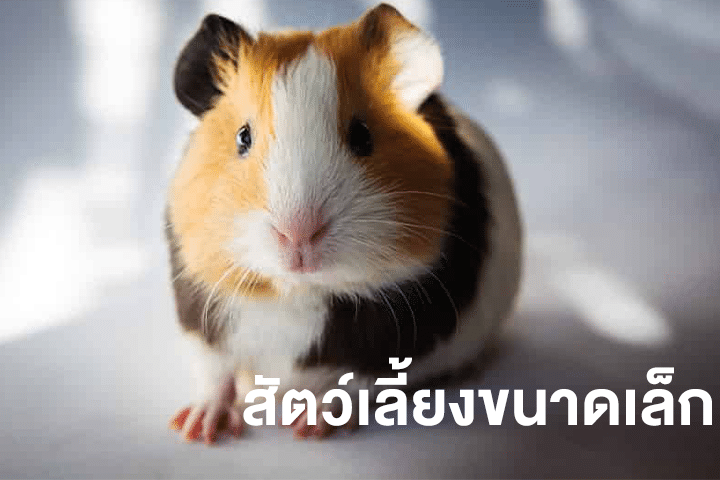 เติมเต็มชีวิตด้วย สัตว์เลี้ยงขนาดเล็ก ที่สร้างรอยยิ้มได้ไม่แพ้สัตว์ตัวใหญ่