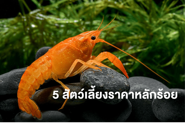 5 สัตว์เลี้ยงราคาหลักร้อย ทางเลือกน่ารักสำหรับคนงบน้อย
