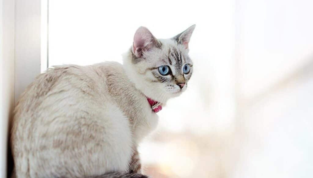 4. พาแมวไปตรวจสุขภาพประจำปี