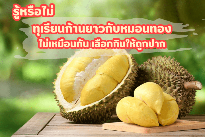รู้หรือไม่ ทุเรียนก้านยาวกับหมอนทองไม่เหมือนกัน