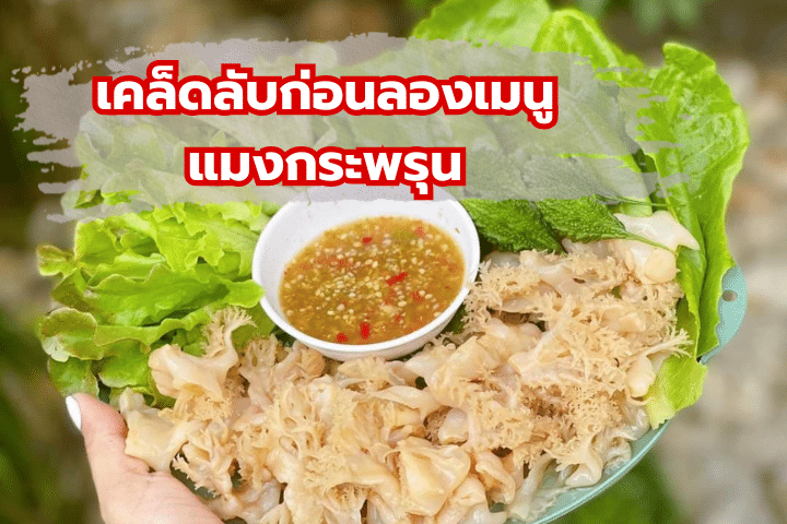 เมนูฮิตในโซเชียล แมงกระพรุน