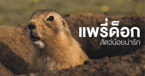 รู้ก่อนเลี้ยง แพรรี่ด็อก (Prairie dog) คู่มือสำหรับมือใหม่สายรักสัตว์แปลก