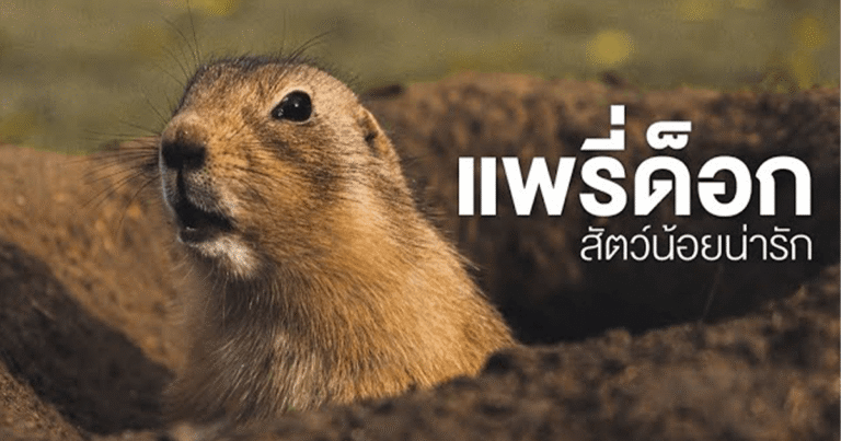 รู้ก่อนเลี้ยง แพรรี่ด็อก (Prairie dog) คู่มือสำหรับมือใหม่สายรักสัตว์แปลก