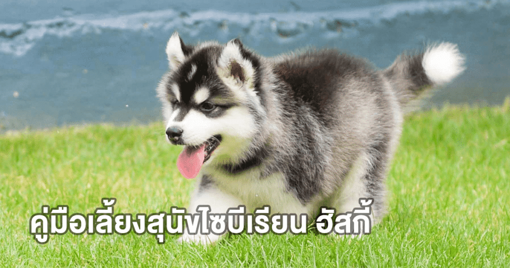 คู่มือเลี้ยงสุนัขไซบีเรียน ฮัสกี้ สำหรับมือใหม่แบบครบวงจร
