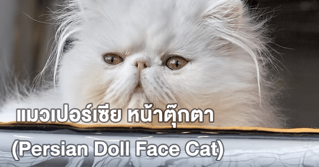 แมวเปอร์เซีย หน้าตุ๊กตา (Persian Doll Face Cat) แมวสายพันธุ์ขวัญใจคนรักสัตว์ทั่วโลก
