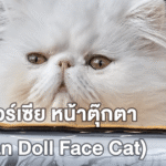 แมวเปอร์เซีย หน้าตุ๊กตา (Persian Doll Face Cat) แมวสายพันธุ์ขวัญใจคนรักสัตว์ทั่วโลก