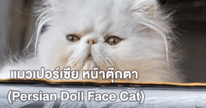 แมวเปอร์เซีย หน้าตุ๊กตา (Persian Doll Face Cat) แมวสายพันธุ์ขวัญใจคนรักสัตว์ทั่วโลก