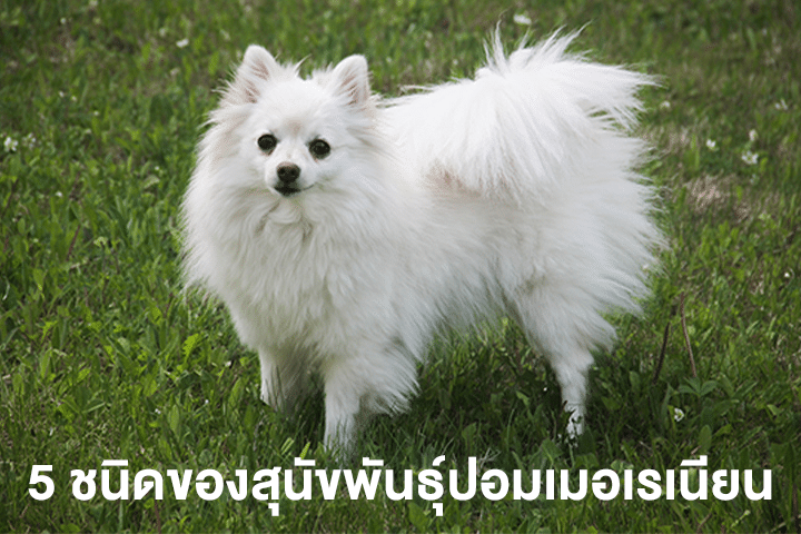 5 ชนิดของสุนัขพันธุ์ปอมเมอเรเนียน ที่ควรรู้ ก่อนตัดสินใจเลี้ยง