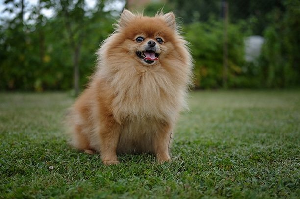 2. ปอมเมอเรเนียนหน้าfox (Fox Face Pomeranian)