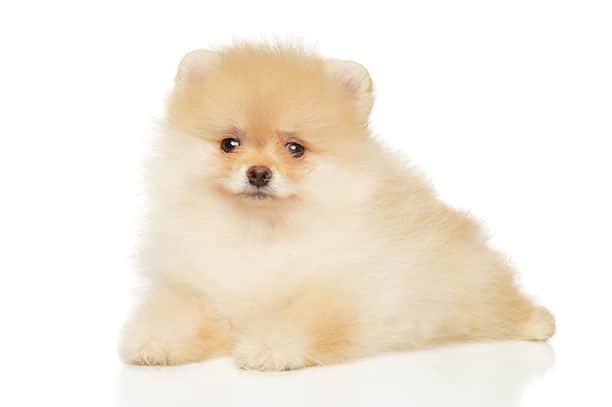 3. ปอมเมอเรเนียนขนสั้น (Short Hair Pomeranian)