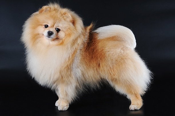 4. ปอมเมอเรเนียนทอย (Toy Pomeranian)