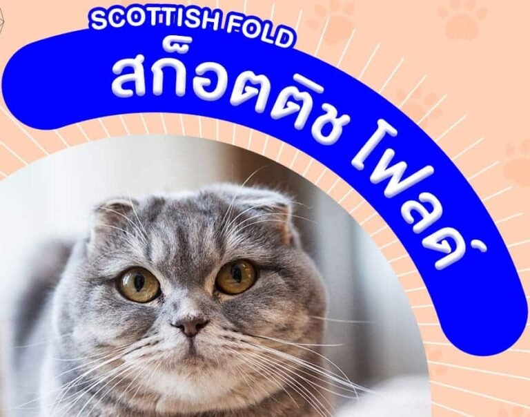 สก๊อตทิช โฟลด์ (Scottish Fold) ความน่ารักที่ใครก็หลงรัก