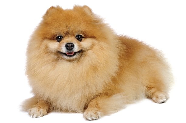 5. ปอมเมอเรเนียนลูกหมี (Baby Doll Pomeranian)