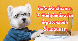 มือใหม่หัดเลี้ยงหมา 7 พันธุ์สุนัขเลี้ยงง่าย ที่คุณจะหลงรักตั้งแต่วันแรก
