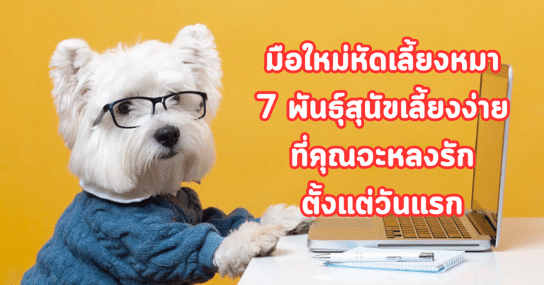 มือใหม่หัดเลี้ยงหมา 7 พันธุ์สุนัขเลี้ยงง่าย ที่คุณจะหลงรักตั้งแต่วันแรก