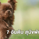 7 อันดับ สุนัขพันธุ์เล็ก น่ารักน่ากอด ดูแลง่าย เหมาะกับทุกไลฟ์สไตล์