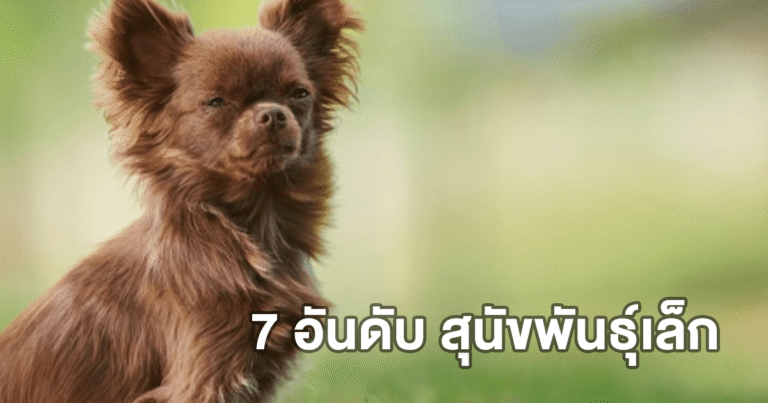 7 อันดับ สุนัขพันธุ์เล็ก น่ารักน่ากอด ดูแลง่าย เหมาะกับทุกไลฟ์สไตล์