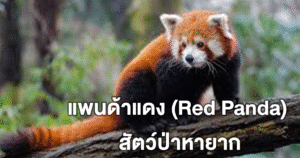 แพนด้าแดง (Red Panda) สัตว์ป่าหายาก ที่คนทั่วโลกหลงรัก ความน่ารักที่ใกล้สูญ