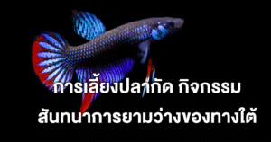 การเลี้ยงปลากัด กิจกรรมสันทนาการยามว่างของทางใต้ สะท้อนวัฒนธรรม