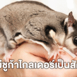 การมีชูก้าไกลเดอร์เป็นสัตว์เลี้ยง สิ่งที่คุณควรรู้ก่อนตัดสินใจเลี้ยง 