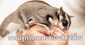 การมีชูก้าไกลเดอร์เป็นสัตว์เลี้ยง สิ่งที่คุณควรรู้ก่อนตัดสินใจเลี้ยง 