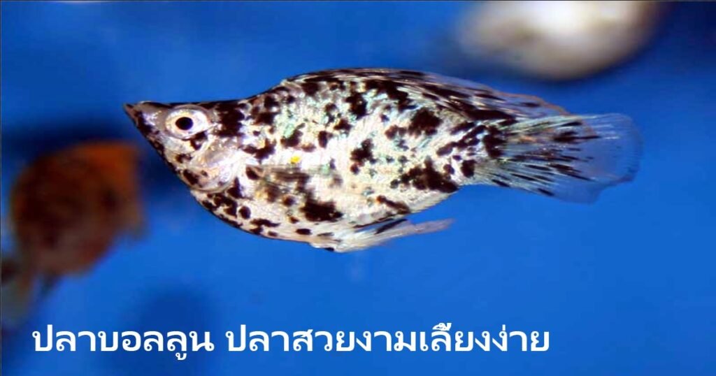 ปลาบอลลูน ปลาสวยงามเลี้ยงง่าย สีสันสดใสเหมือนลูกโป่ง