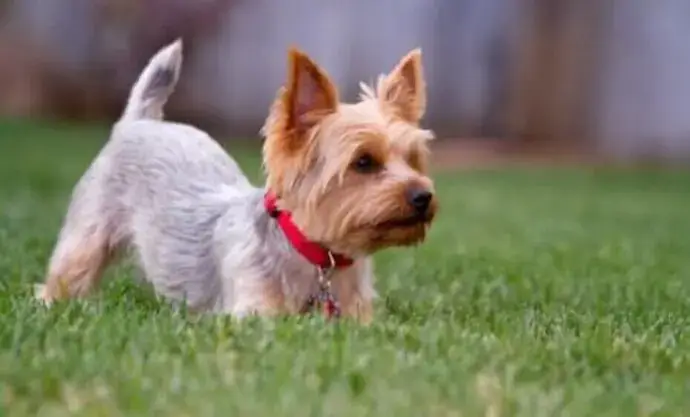4. ยอร์คเชียร์ เทอร์เรียร์ (Yorkshire Terrier)