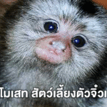 ลิงมาโมเสท สัตว์เลี้ยงตัวจิ๋วแสนน่ารัก ที่คนรักสัตว์ต้องหลงรัก  
